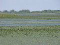 Tisza-to novenyvilaga2